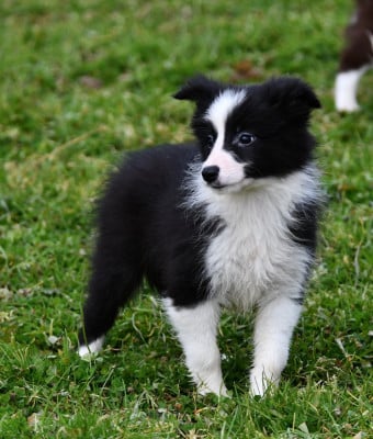 Les chiots de Border Collie