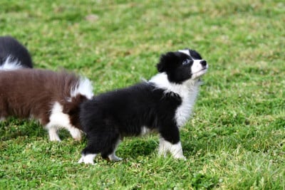 Les chiots de Border Collie