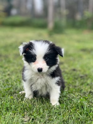Les chiots de Border Collie