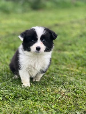 Les chiots de Border Collie