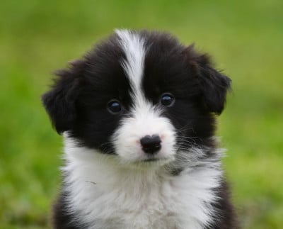 Les chiots de Border Collie