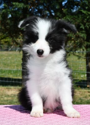 Les chiots de Border Collie