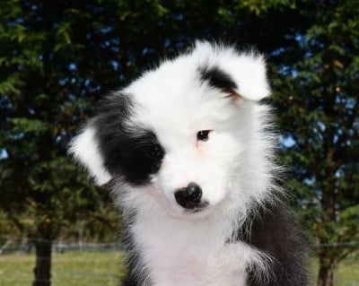 Les chiots de Border Collie