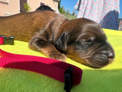 Les chiots de Berger de Brie