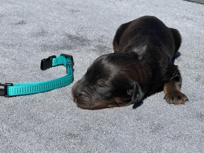 Les chiots de Berger de Brie