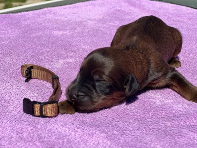 Les chiots de Berger de Brie