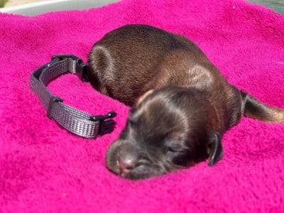 Les chiots de Berger de Brie