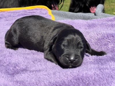 Les chiots de Berger de Brie