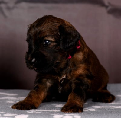 Les chiots de Berger de Brie