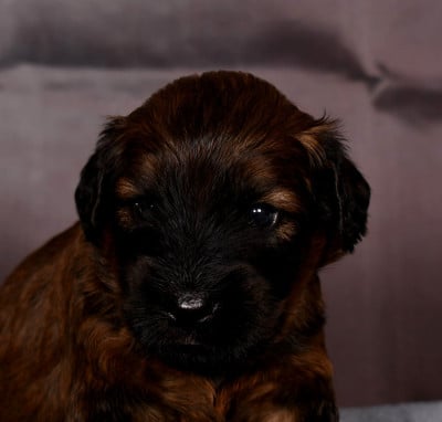 Les chiots de Berger de Brie