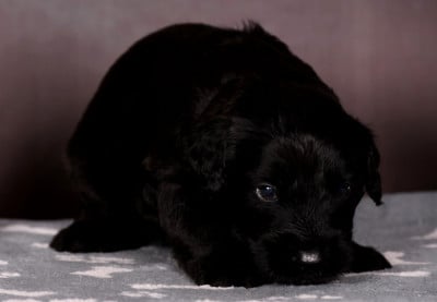 Les chiots de Berger de Brie
