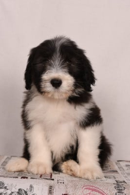 Bearded Collie