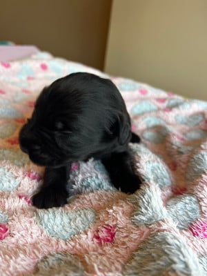 Les chiots de Berger de Brie