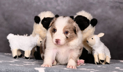 Les chiots de Border Collie