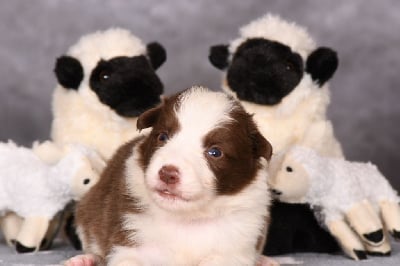 Les chiots de Border Collie