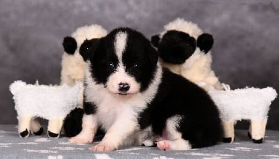 Les chiots de Border Collie