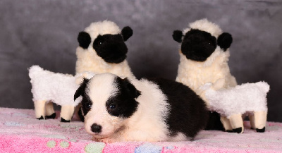 Les chiots de Border Collie