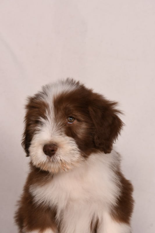 Bearded Collie - Des Bergers des Mille et Une Nuit