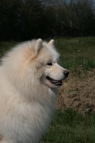 Publication : of Karasea