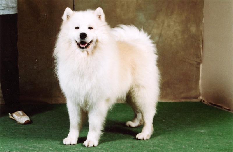 Publication : of Karasea