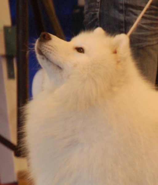 Publication : of Karasea