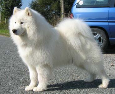 Publication : of Karasea