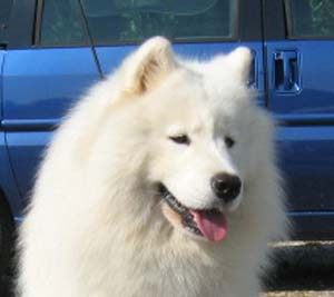 Publication : of Karasea