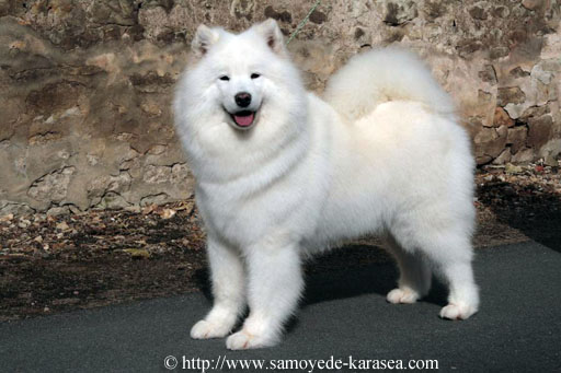 Accueil Elevage Of Karasea Eleveur De Chiens Samoyède