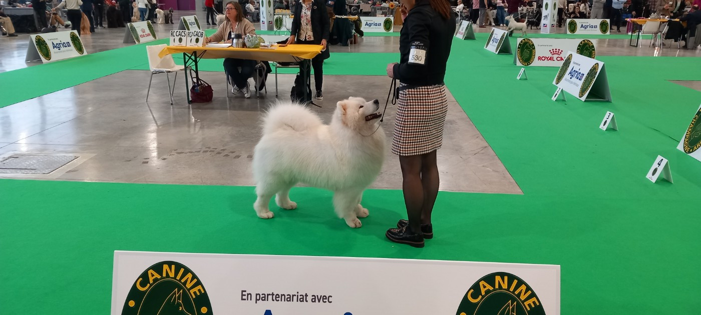 CH. Tendency dogs todd of Karasea - Classe Champion: 1er Exc /Meilleur de Sexe Opposé