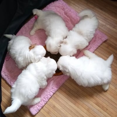 Les chiots de Coton de Tulear