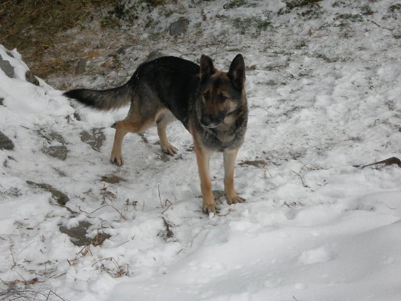 Publication : du Clos de la Vallée Blanche Auteur : Eric BOUBERT