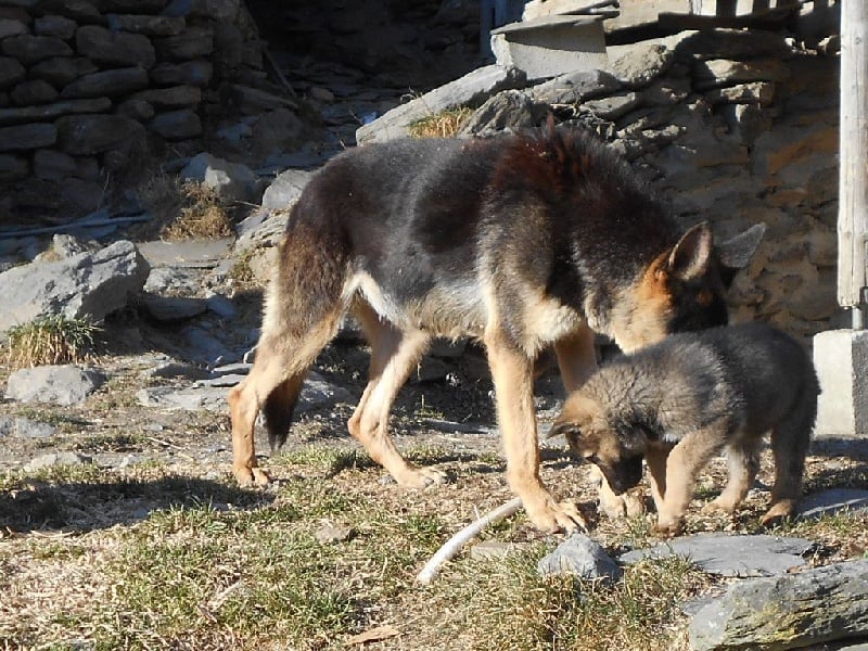 Publication : du Clos de la Vallée Blanche Auteur : boubert eric