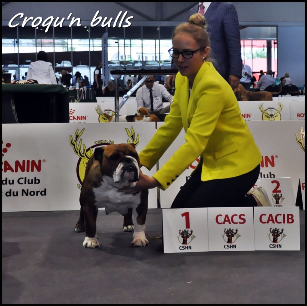 Little sushi des Croqu'n Bulls - 1er Exc CACS CACIB Qualification Cruft