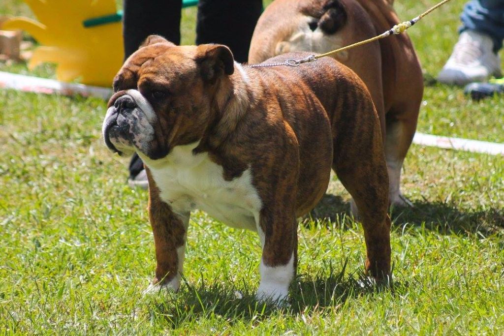 Little sushi des Croqu'n Bulls - Excellent