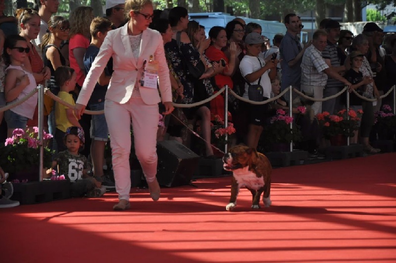 Little sushi des Croqu'n Bulls - 1er Excellent Meilleur Jeune et Meilleur de Race, 2ème du Groupe 2