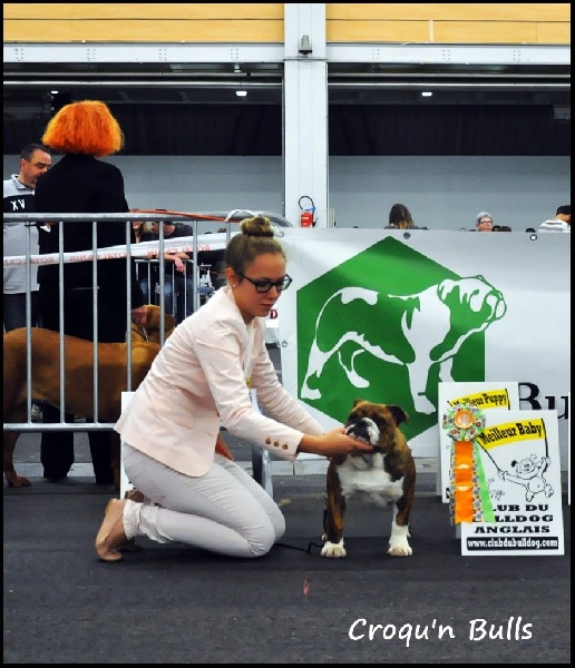 Little sushi des Croqu'n Bulls - Meilleur Baby/ BEST IN SHOW Baby