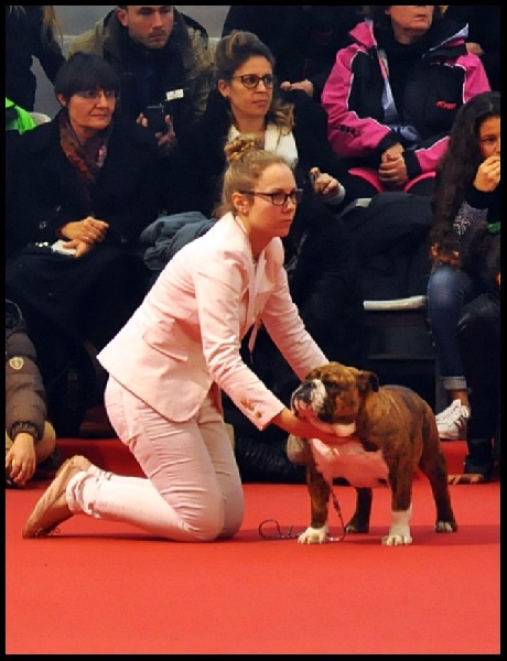 Little sushi des Croqu'n Bulls - Meilleur Puppy