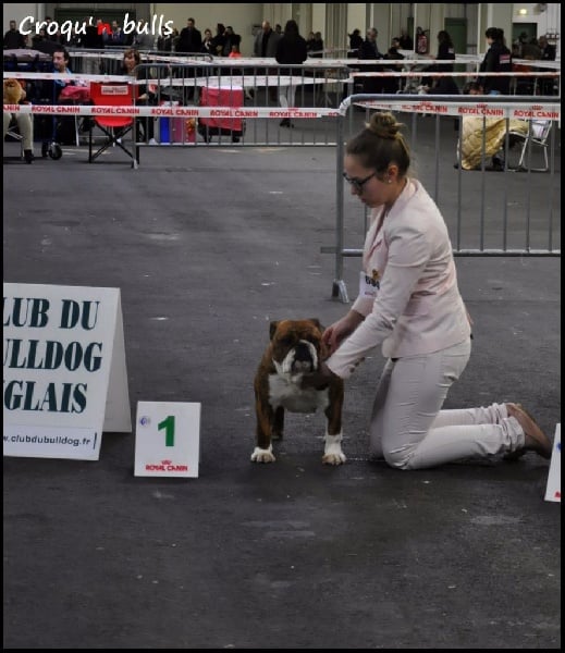 Little sushi des Croqu'n Bulls - 1er Excellent Meilleur de Race de Sexe Opposé