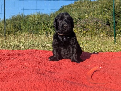 Les chiots de Flat Coated Retriever