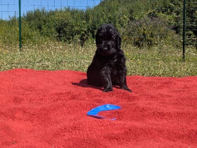 Les chiots de Flat Coated Retriever