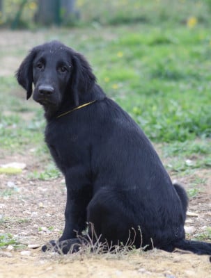 Les chiots de Flat Coated Retriever