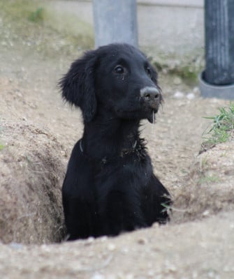 Les chiots de Flat Coated Retriever