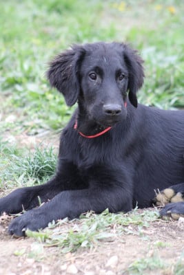 Les chiots de Flat Coated Retriever