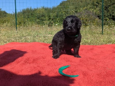 Les chiots de Flat Coated Retriever