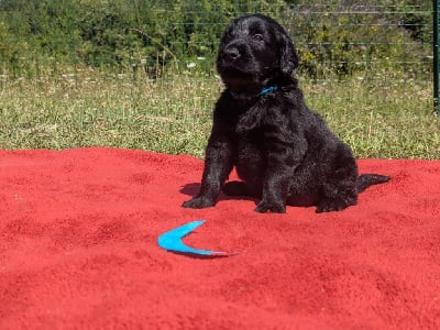 Les chiots de Flat Coated Retriever