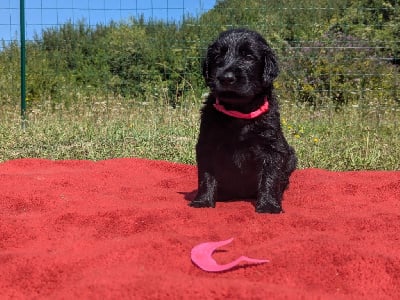 Les chiots de Flat Coated Retriever