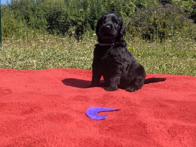 Les chiots de Flat Coated Retriever