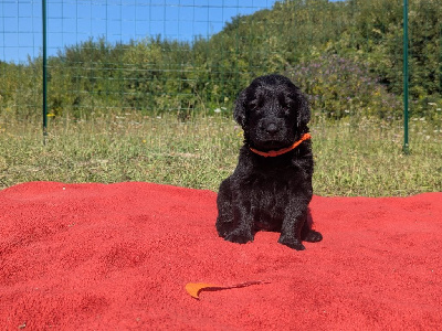 Les chiots de Flat Coated Retriever
