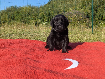 Les chiots de Flat Coated Retriever