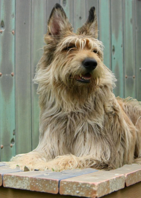 De L'abbaye Des Sources Bleues